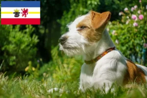 Read more about the article Kromfohrländer tenyésztők és kiskutyák Mecklenburg-Vorpommernben