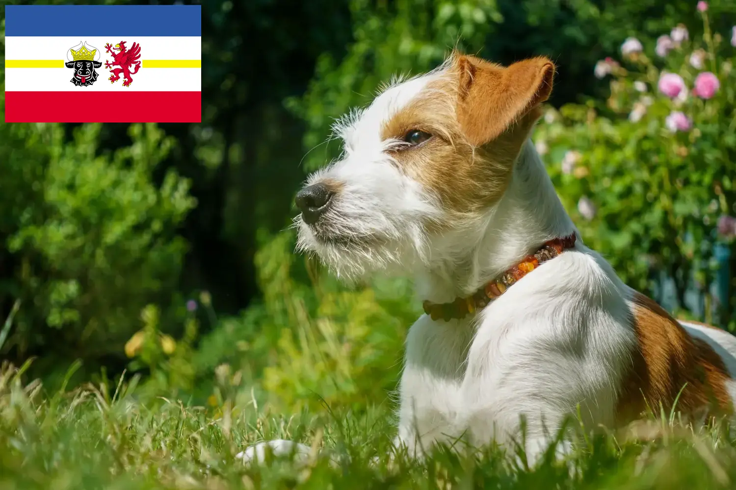 Read more about the article Kromfohrländer tenyésztők és kiskutyák Mecklenburg-Vorpommernben
