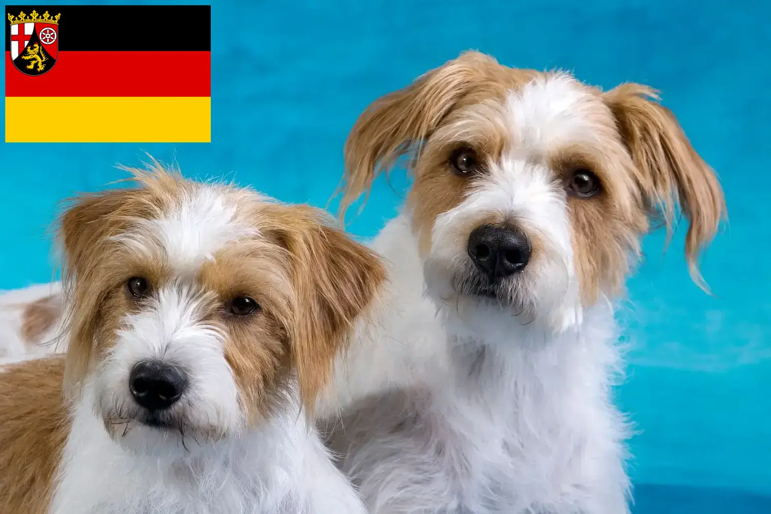 Read more about the article Kromfohrländer tenyésztők és kiskutyák Rajna-vidék-Pfalzban