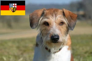 Read more about the article Kromfohrländer tenyésztők és kölykök Saarlandban