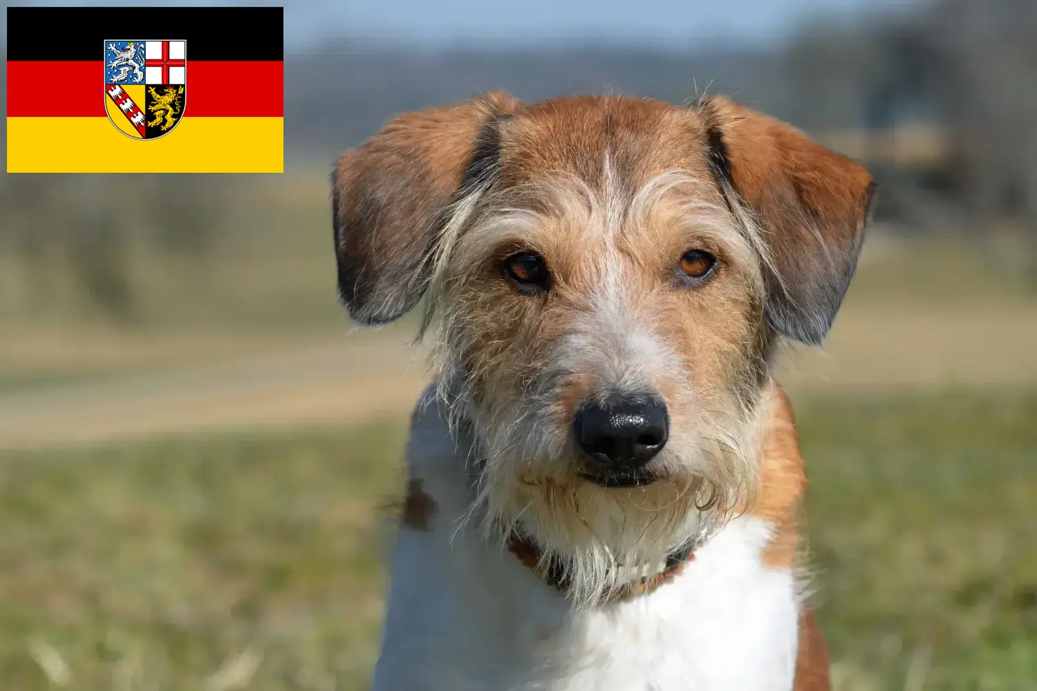 Read more about the article Kromfohrländer tenyésztők és kölykök Saarlandban