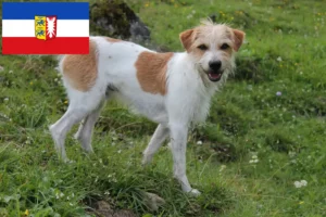 Read more about the article Kromfohrländer tenyésztők és kiskutyák Schleswig-Holstein tartományban