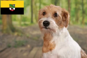 Read more about the article Kromfohrländer tenyésztők és kiskutyák Szász-Anhaltban