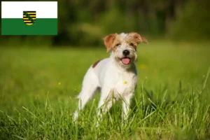 Read more about the article Kromfohrländer tenyésztők és kölykök Szászországban