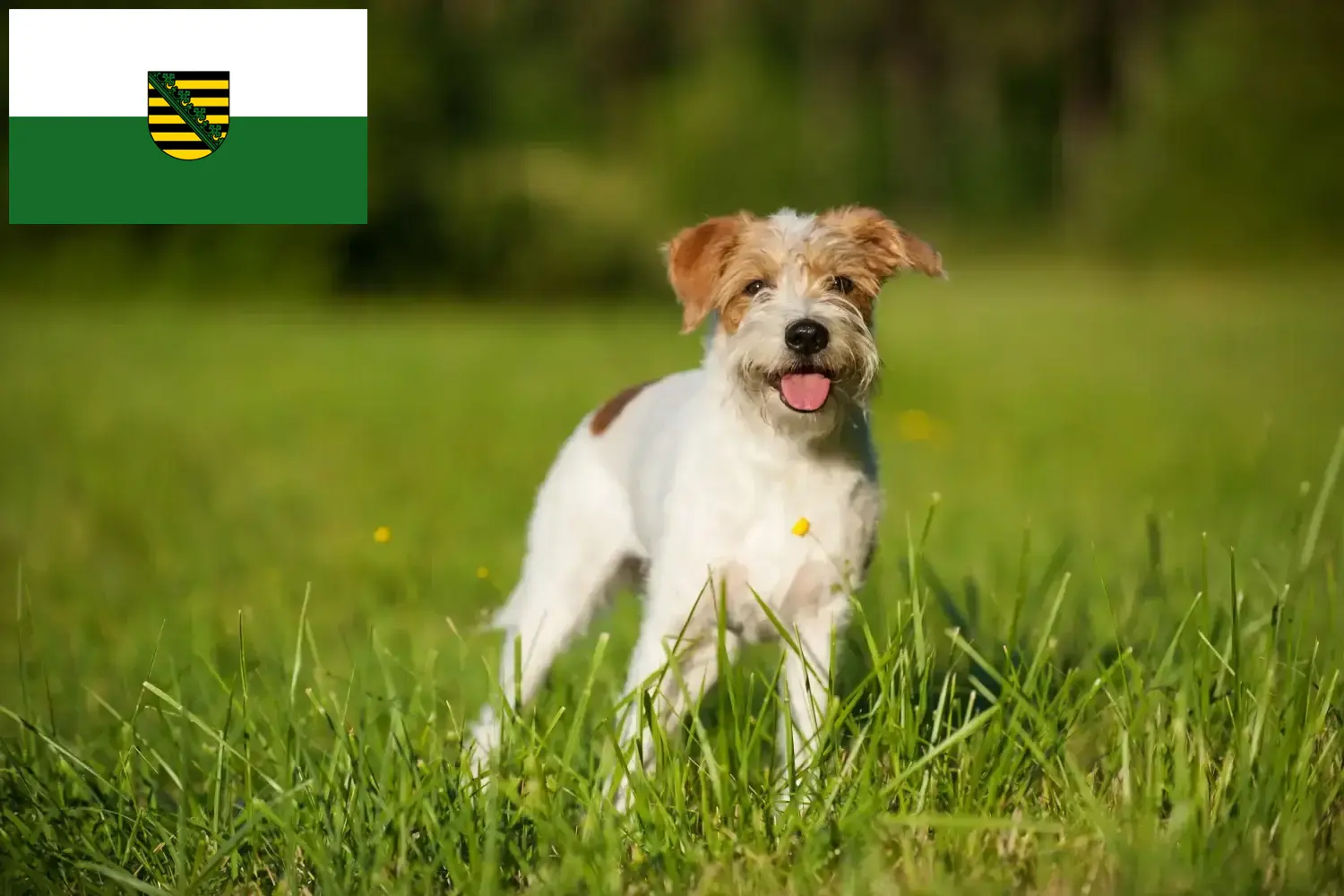 Read more about the article Kromfohrländer tenyésztők és kölykök Szászországban