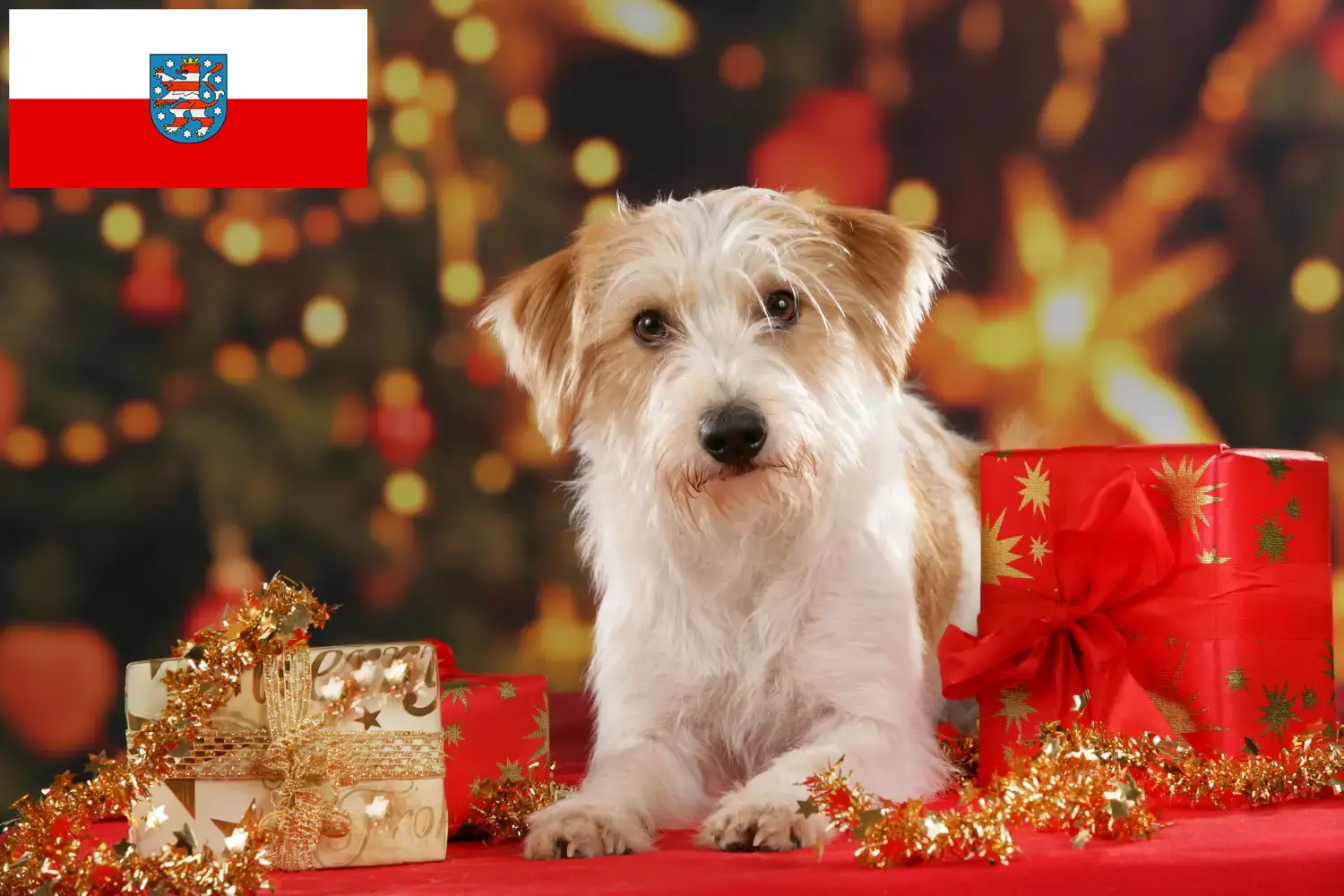 Read more about the article Kromfohrländer tenyésztők és kiskutyák Türingiában
