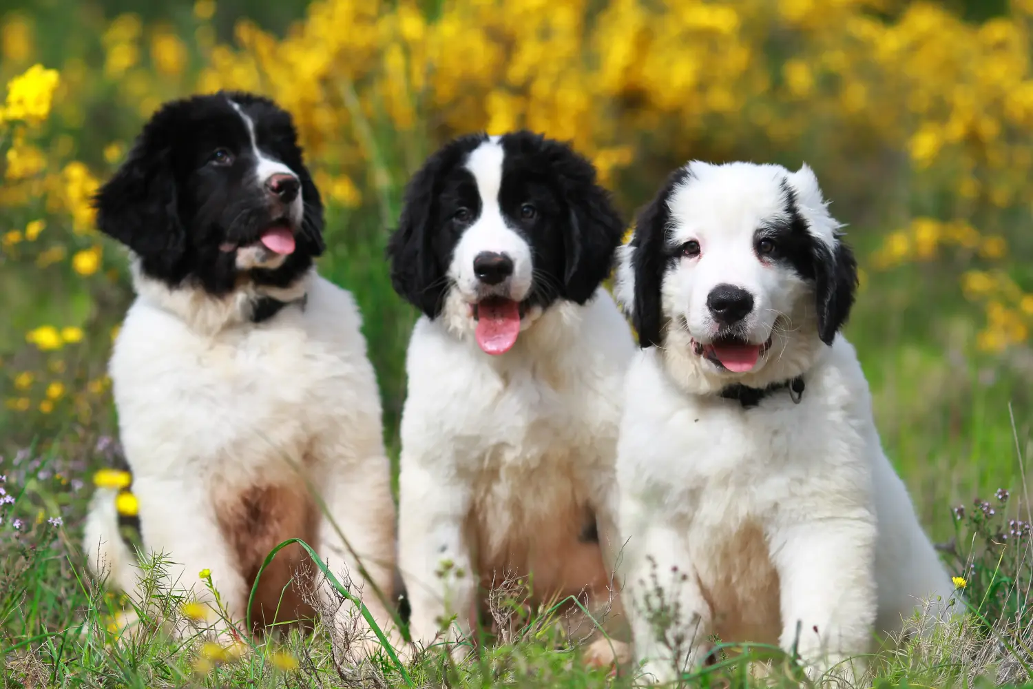 Landseer kölyökkutya vásárlása felelősségvállalást jelent! Vásároljon Landseer kiskutyákat.