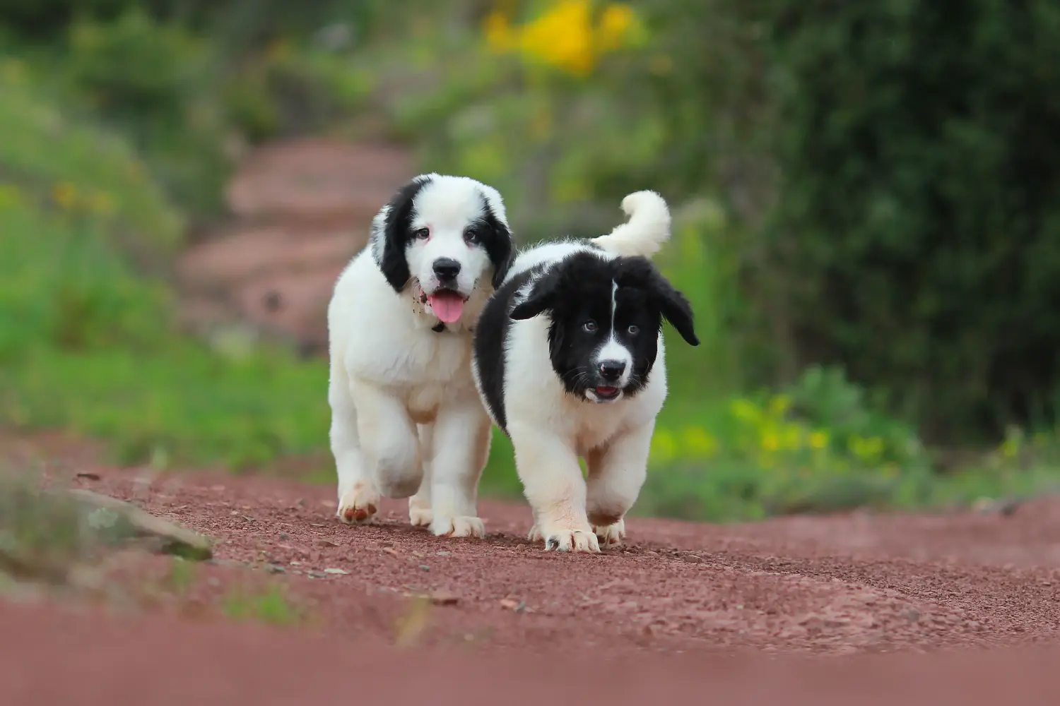 Landseer kölyökkutya vásárlása felelősségvállalást jelent! Vásároljon Landseer kiskutyákat.