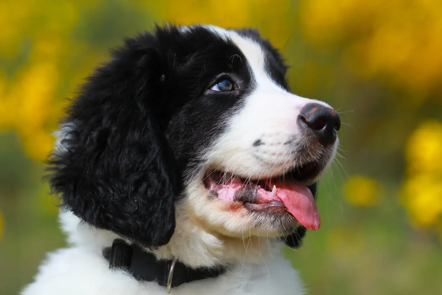 Landseer kölyökkutya vásárlása felelősségvállalást jelent! Vásároljon Landseer kiskutyákat.