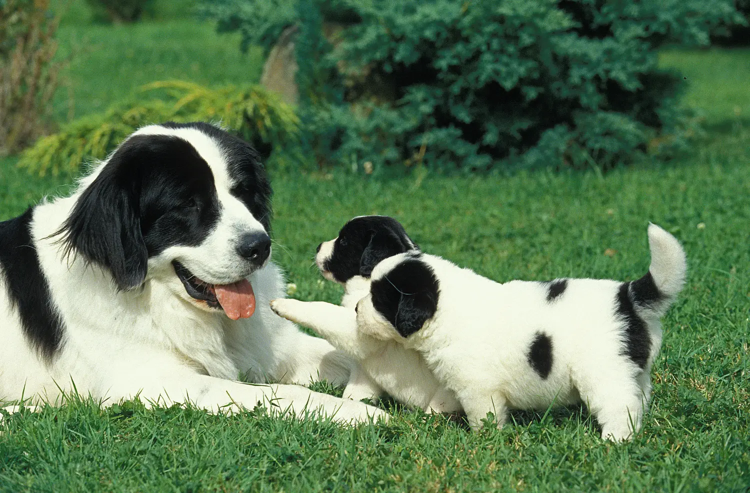 Landseer kölyökkutya vásárlása felelősségvállalást jelent! Vásároljon Landseer kiskutyákat.