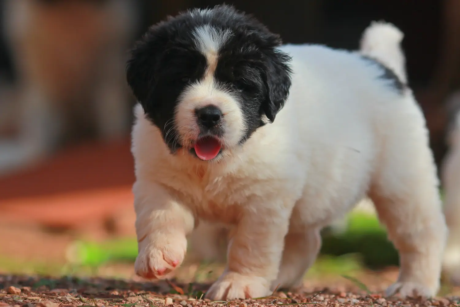 Landseer kölyökkutya vásárlása felelősségvállalást jelent! Vásároljon Landseer kiskutyákat.