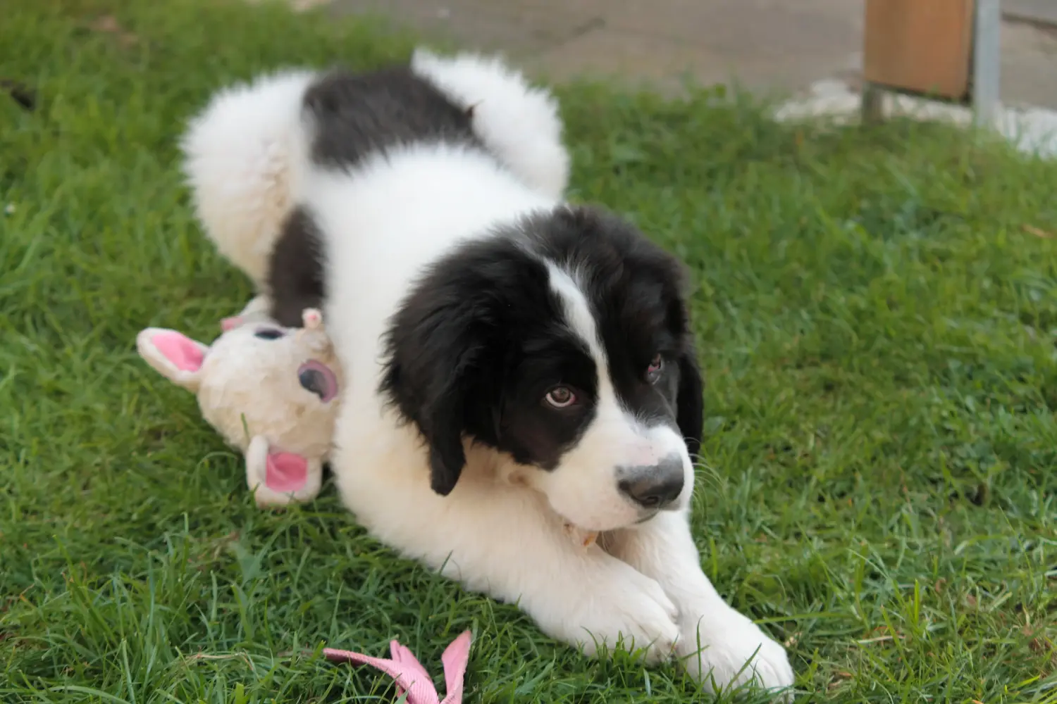 Landseer kölyökkutya vásárlása felelősségvállalást jelent! Vásároljon Landseer kiskutyákat.