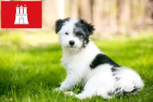 Read more about the article Maltipoo tenyésztők és kölykök Hamburgban