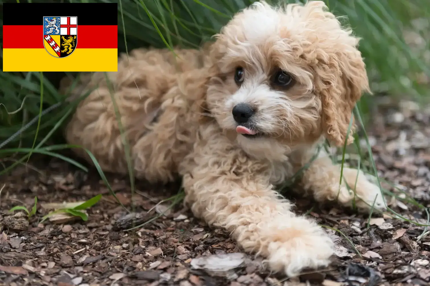 Read more about the article Maltipoo tenyésztők és kölykök Saar-vidéken