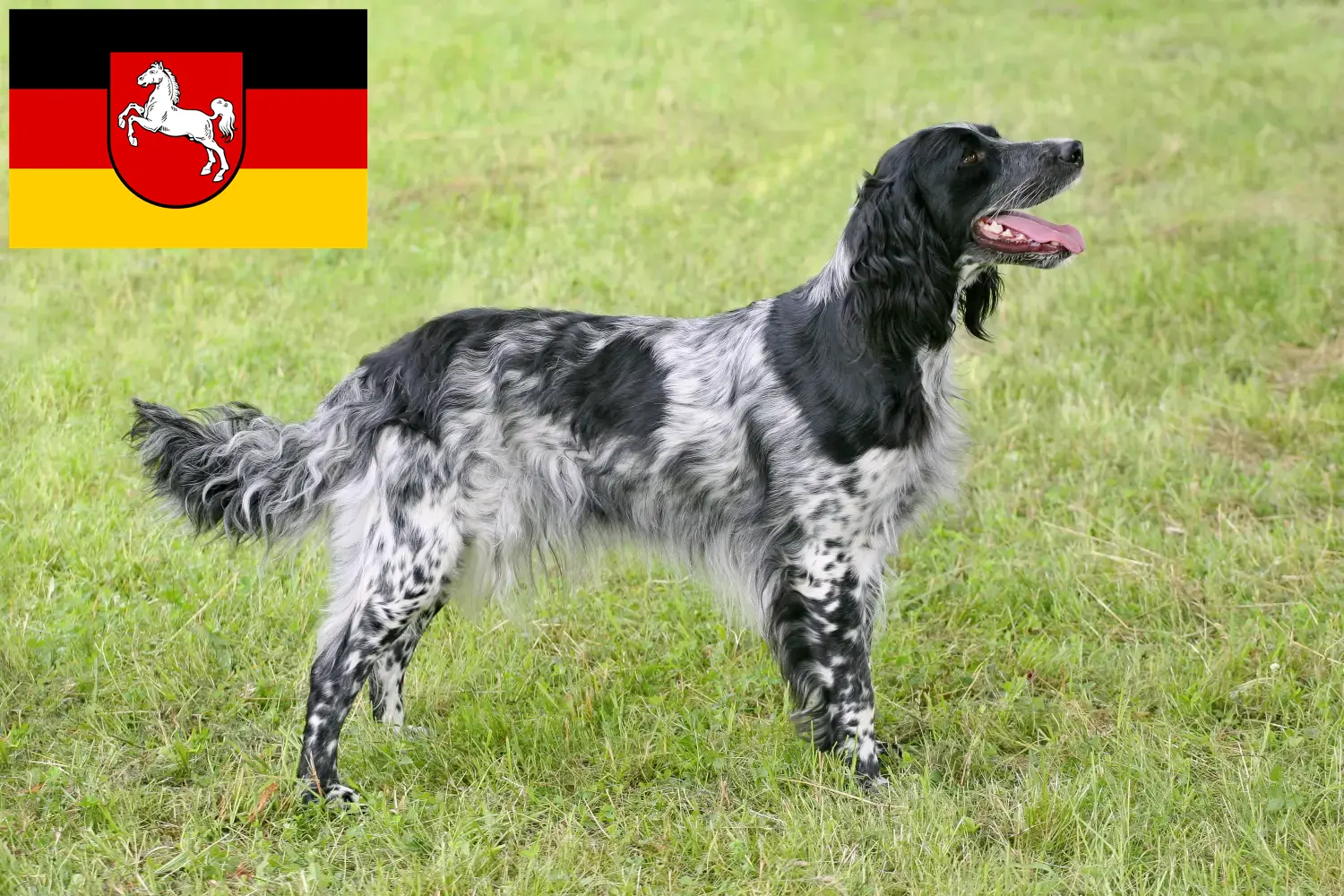 Read more about the article Nagy Münsterländer tenyésztő és kiskutyák Alsó-Szászországban