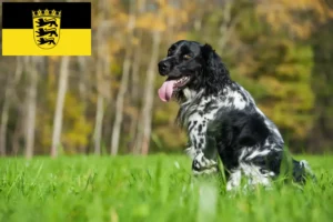 Read more about the article Nagy Münsterländer tenyésztő és kölykök Baden-Württembergben