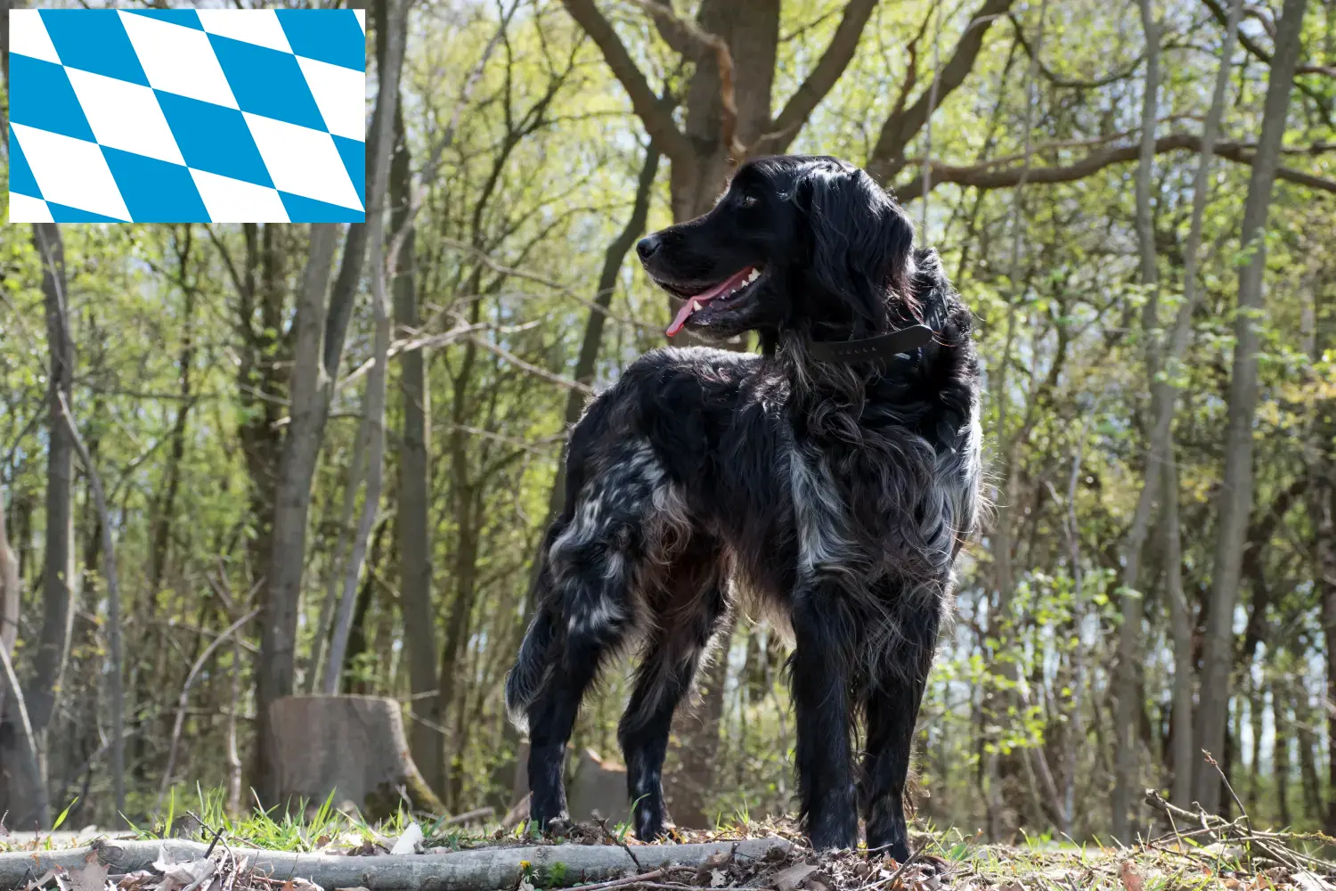 Read more about the article Nagy Münsterländer tenyésztő és kiskutyák Bajorországban