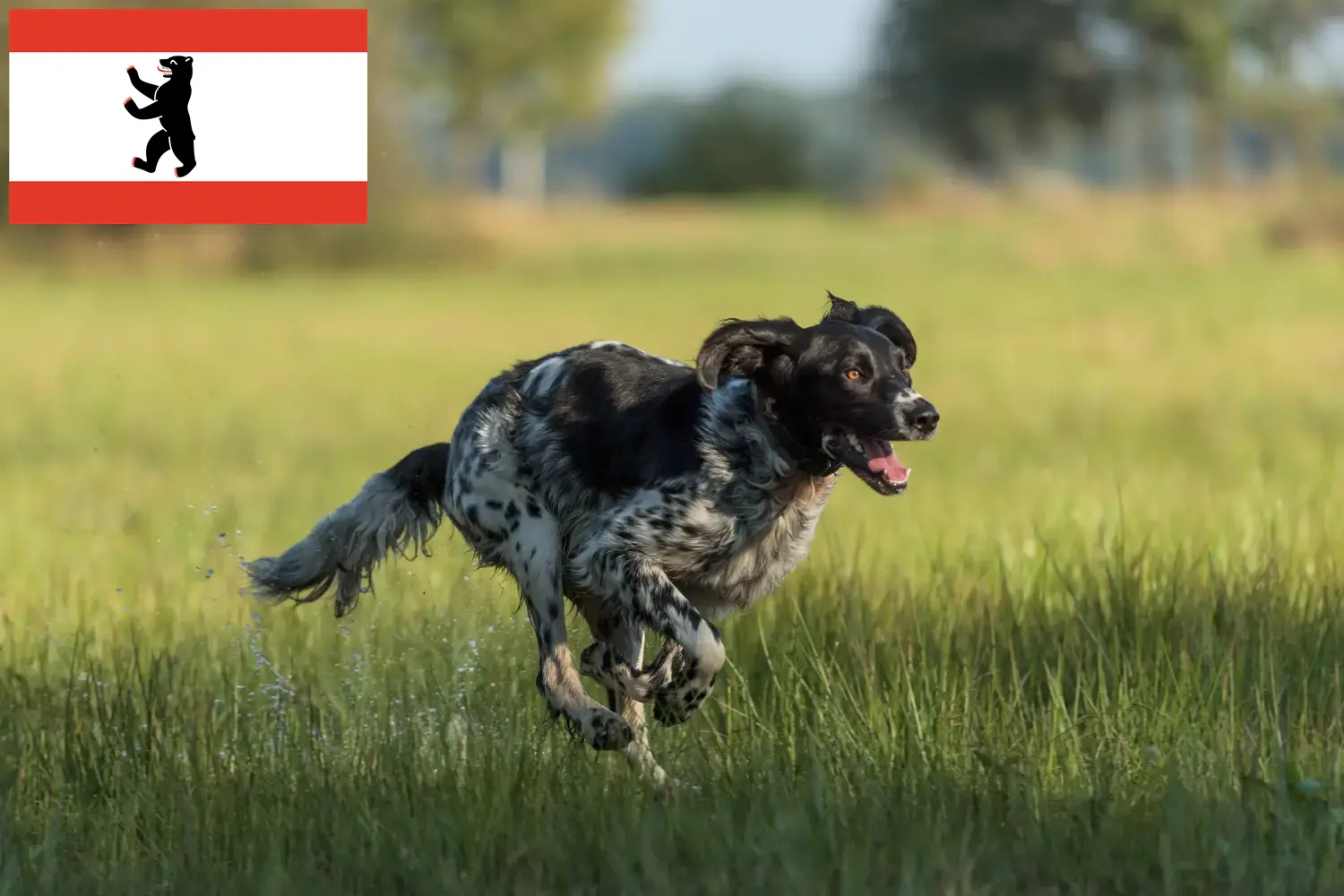 Read more about the article Nagy Münsterländer tenyésztő és kiskutyák Berlinben