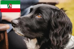 Read more about the article Nagy Münsterländer tenyésztő és kölykök Észak-Rajna-Vesztfáliában