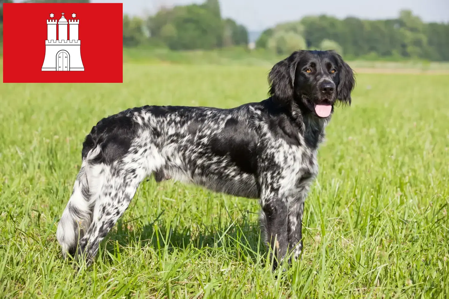 Read more about the article Nagy Münsterländer tenyésztő és kölykök Hamburgban