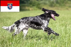 Read more about the article Nagy Münsterländer tenyésztő és kiskutyák Hessenben