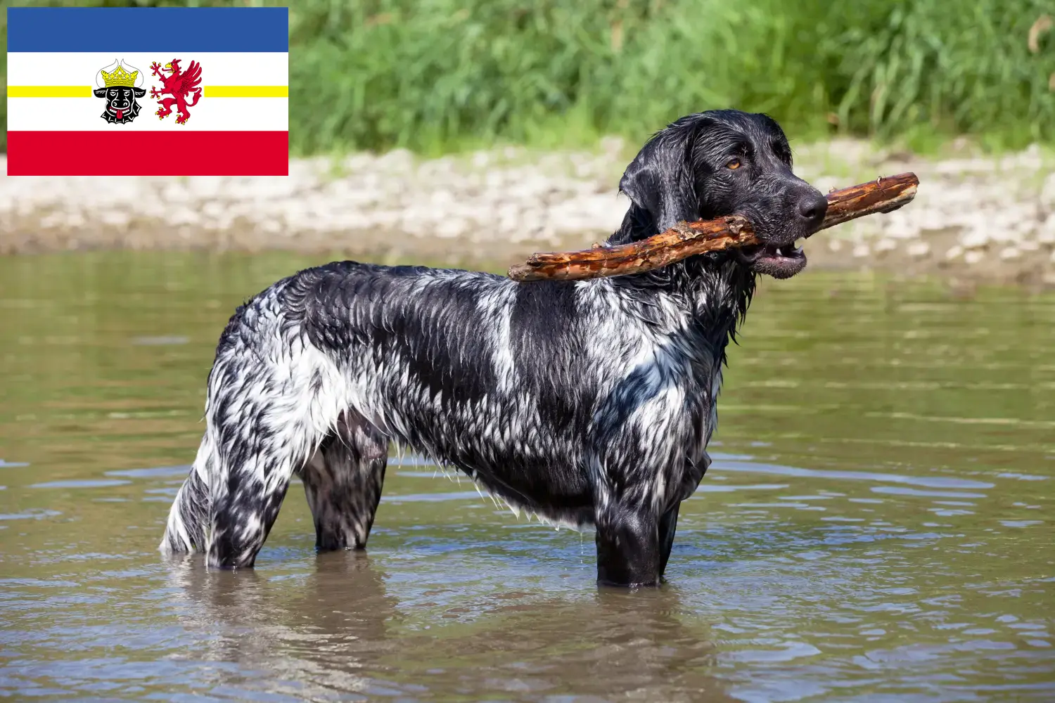 Read more about the article Nagy Münsterländer tenyésztő és kiskutyák Mecklenburg-Vorpommernben