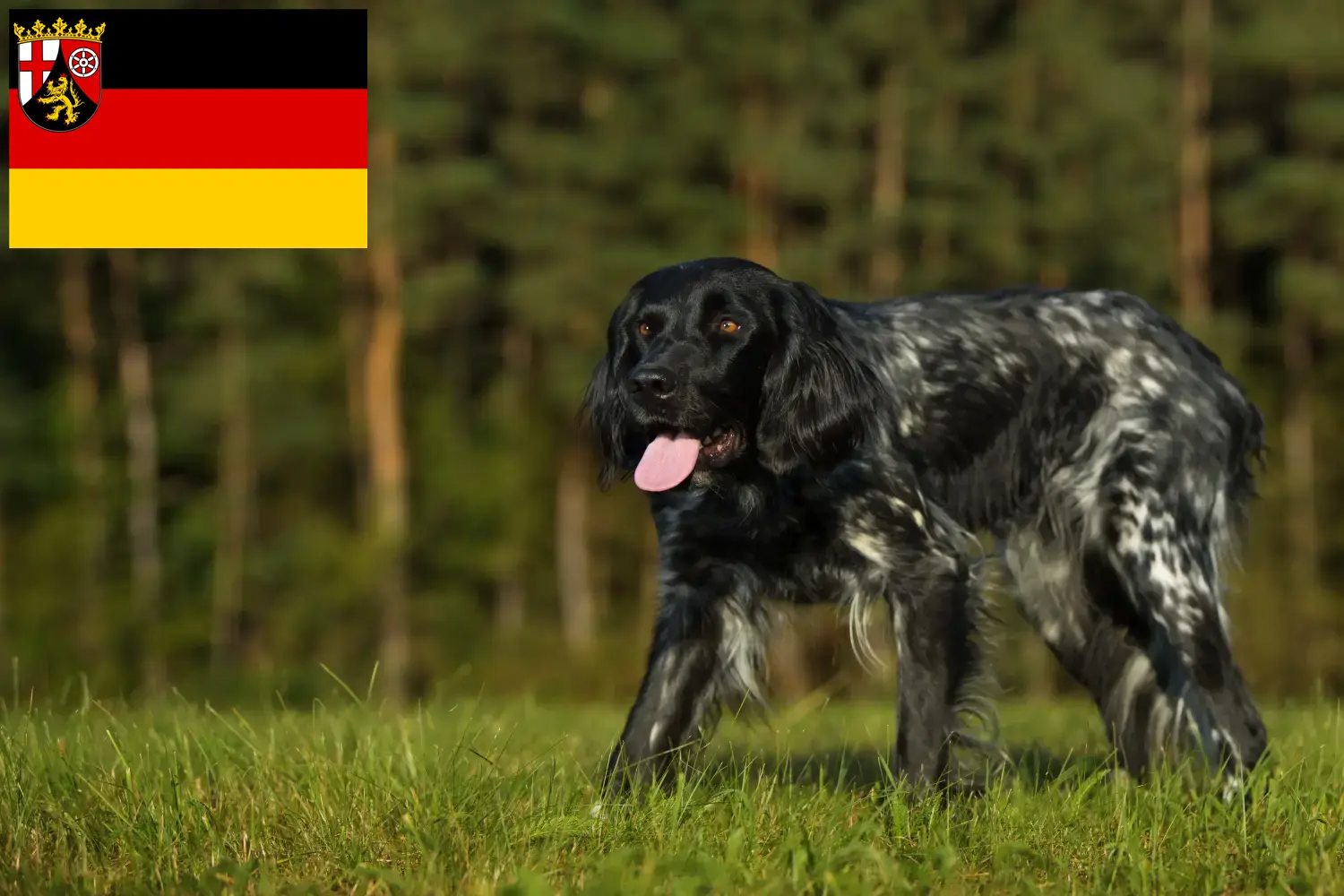 Read more about the article Nagy Münsterländer tenyésztő és kiskutyák Rajna-vidék-Pfalzban