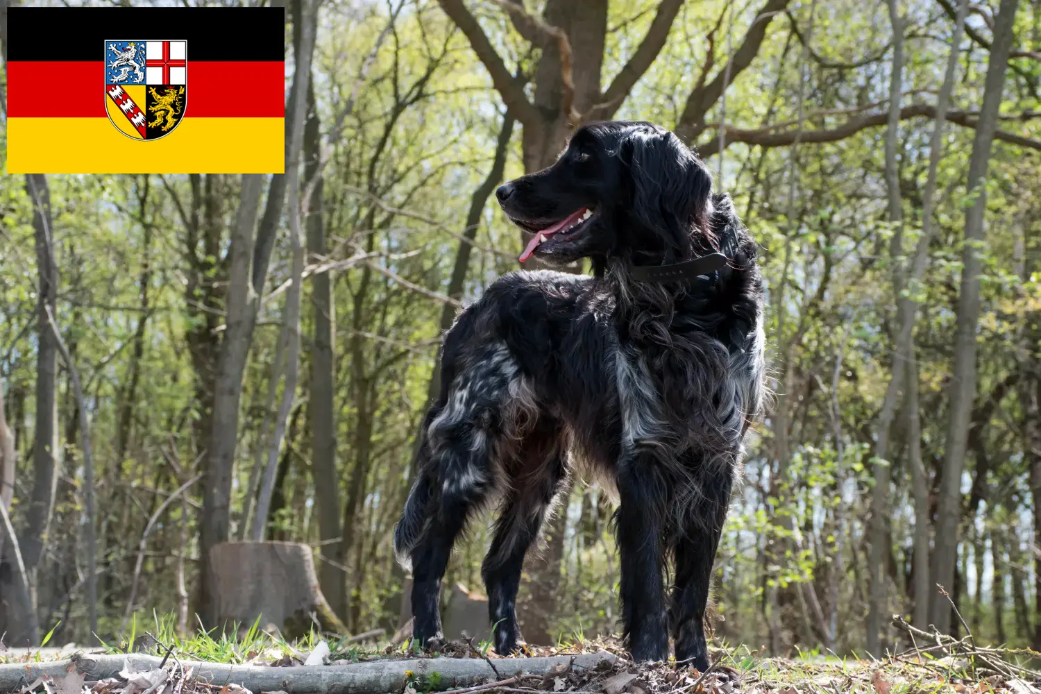 Nagy Münsterländer kölyökkutyák és tenyésztő Saarland Itt megtalálhatja a Nagy Münsterlandi tenyésztőket Saar-vidéken.