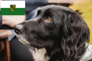 Read more about the article Nagy Münsterländer tenyésztő és kiskutyák Szászországban