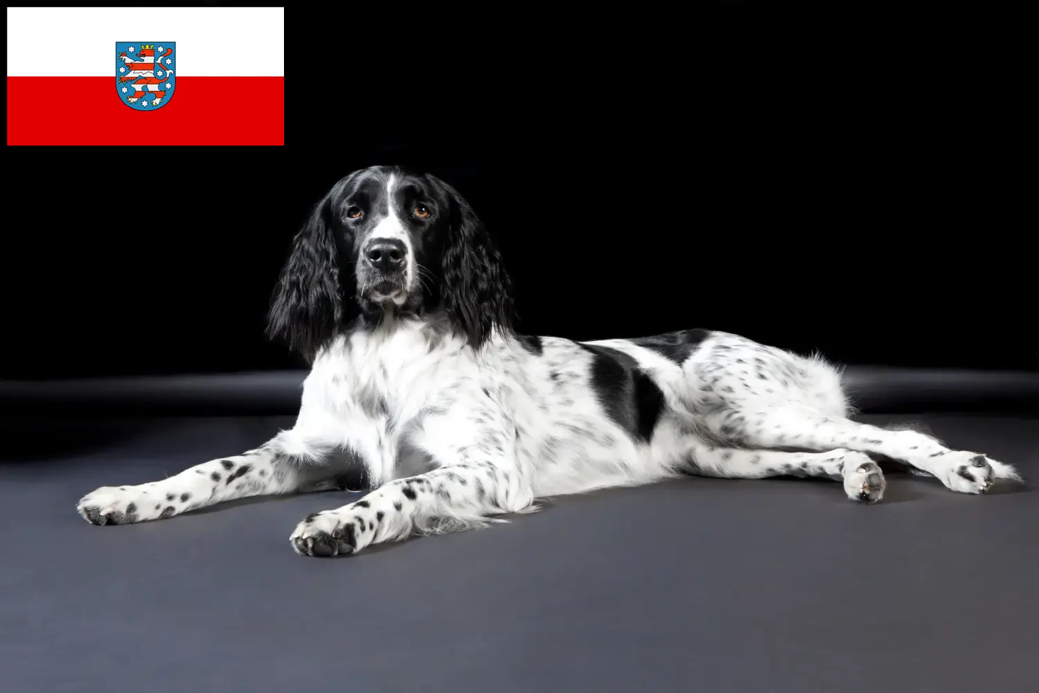 Read more about the article Nagy Münsterländer tenyésztő és kölykök Türingiában