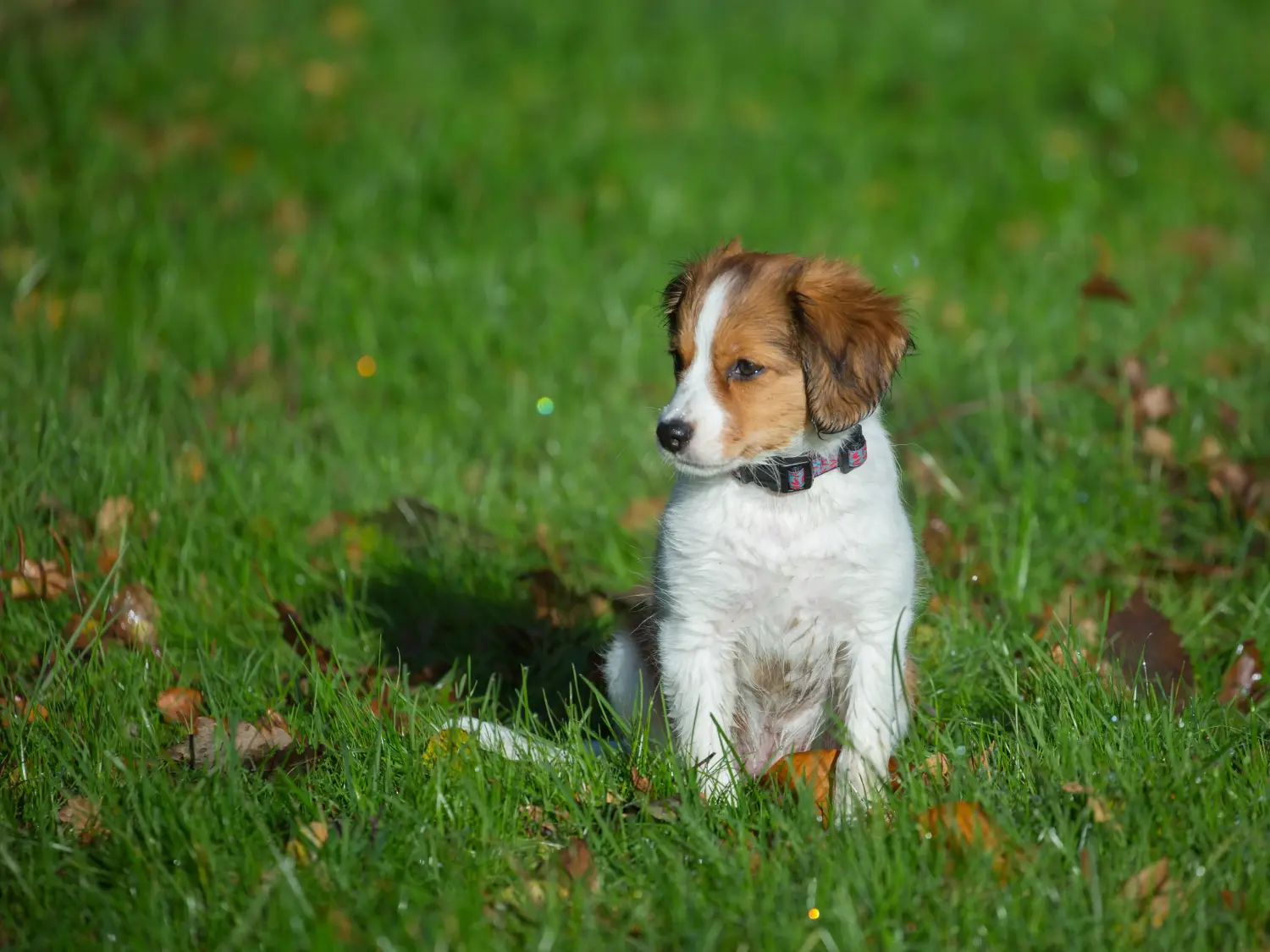 Holland Kooikerhondje kiskutya vásárlása felelősségvállalást jelent! Vásároljon holland Kooikerhondje kiskutyákat.
