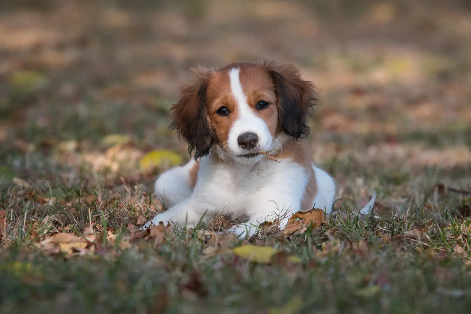 Holland Kooikerhondje kiskutya vásárlása felelősségvállalást jelent! Vásároljon holland Kooikerhondje kiskutyákat.