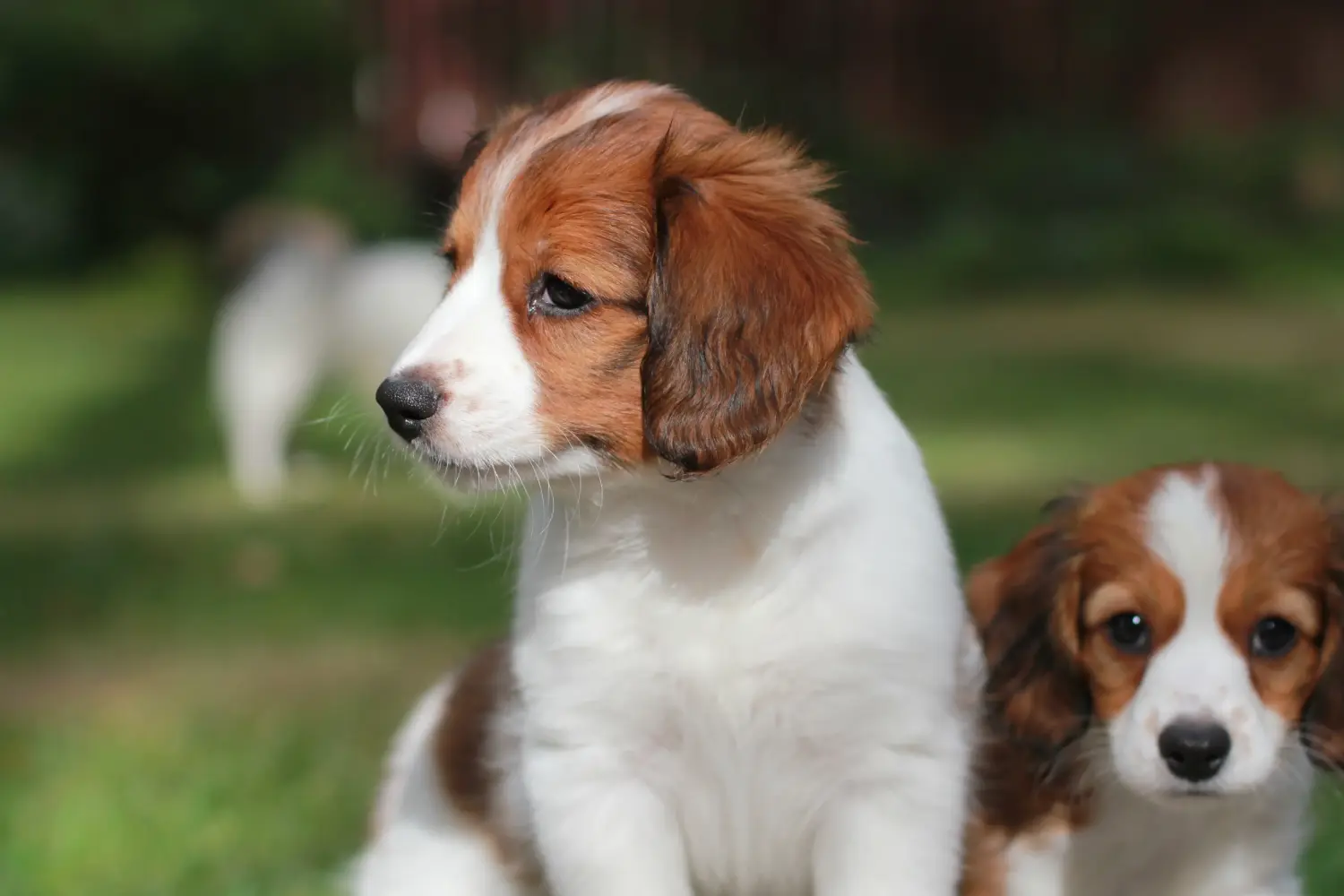 Holland Kooikerhondje kiskutya vásárlása felelősségvállalást jelent! Vásároljon holland Kooikerhondje kiskutyákat.