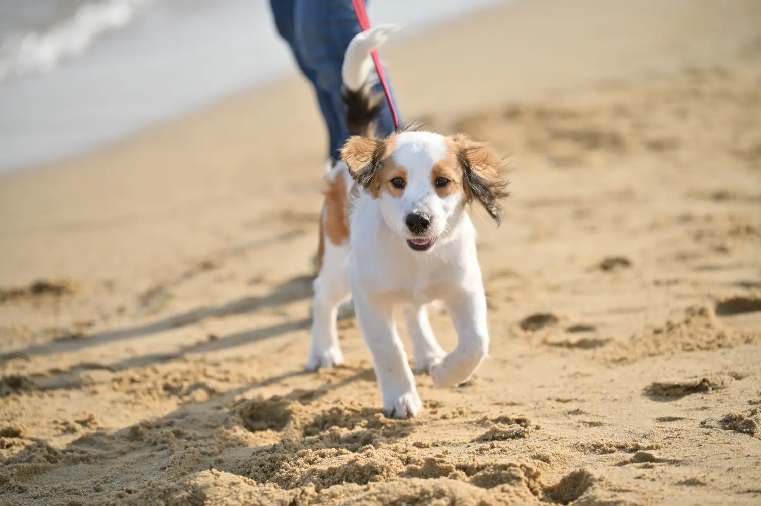 Holland Kooikerhondje kiskutya vásárlása felelősségvállalást jelent! Vásároljon holland Kooikerhondje kiskutyákat.