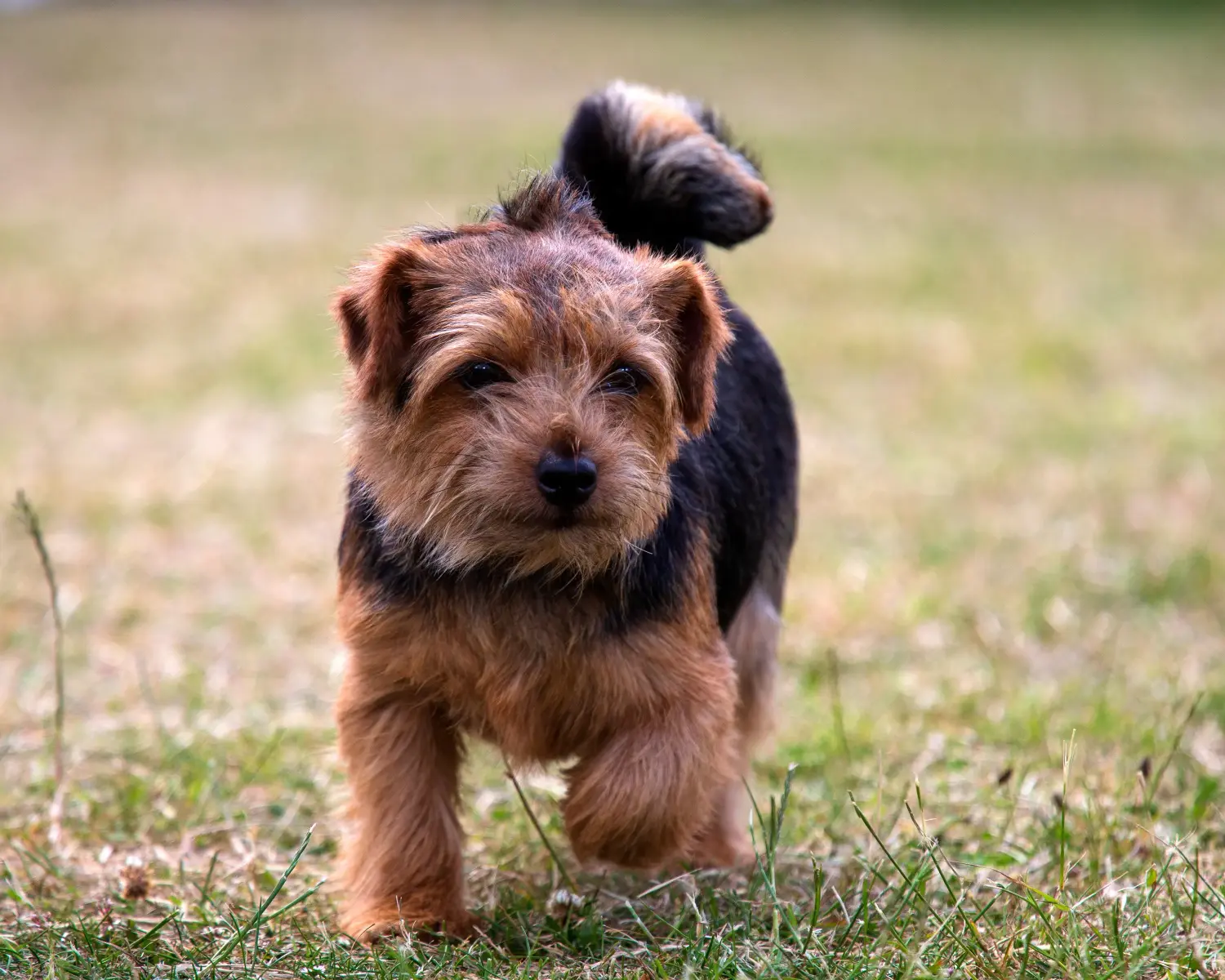Norfolk terrier kiskutya vásárlása felelősségvállalást jelent! Norfolk terrier kiskutyák vásárlása.