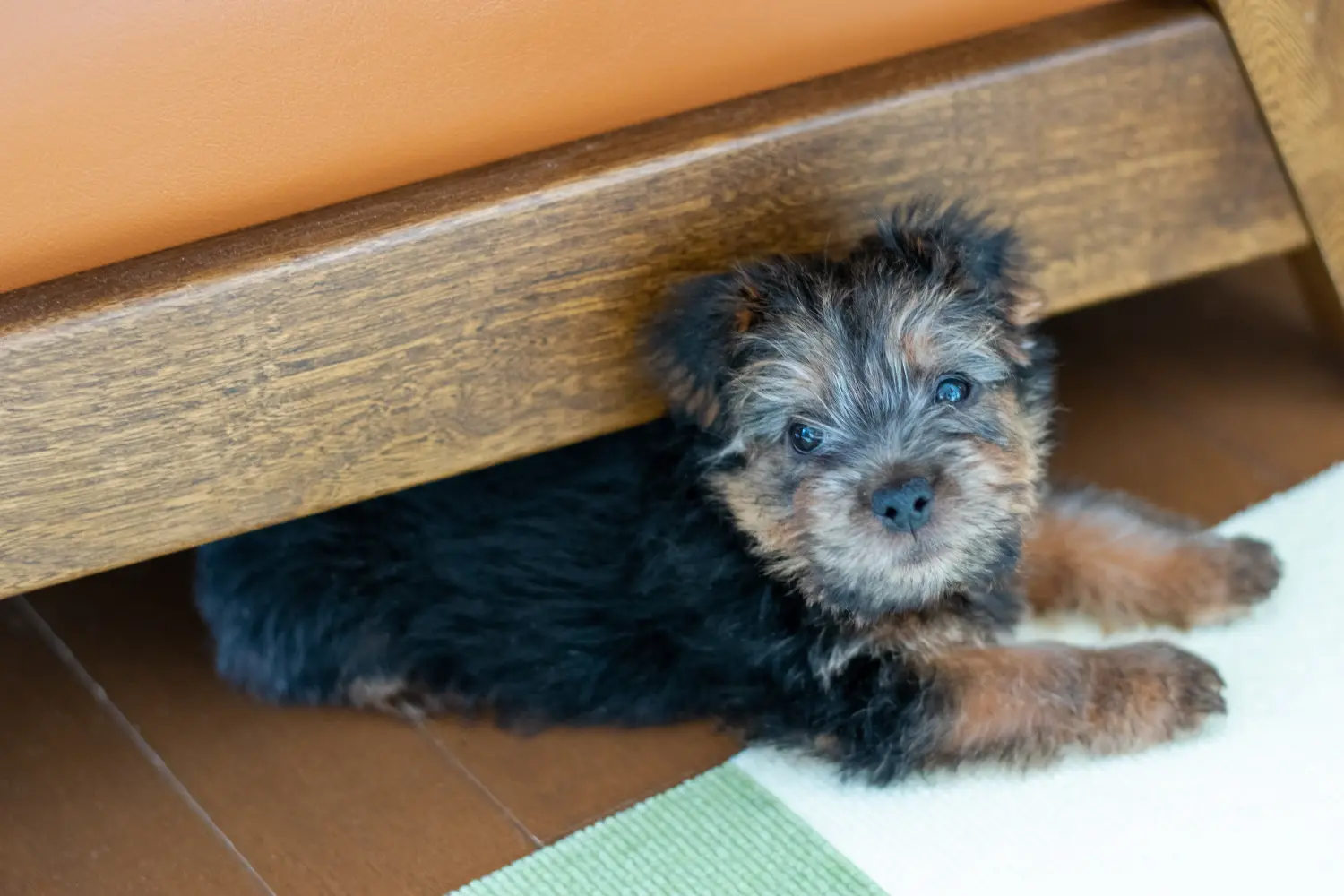 Norfolk terrier kiskutya vásárlása felelősségvállalást jelent! Norfolk terrier kiskutyák vásárlása.