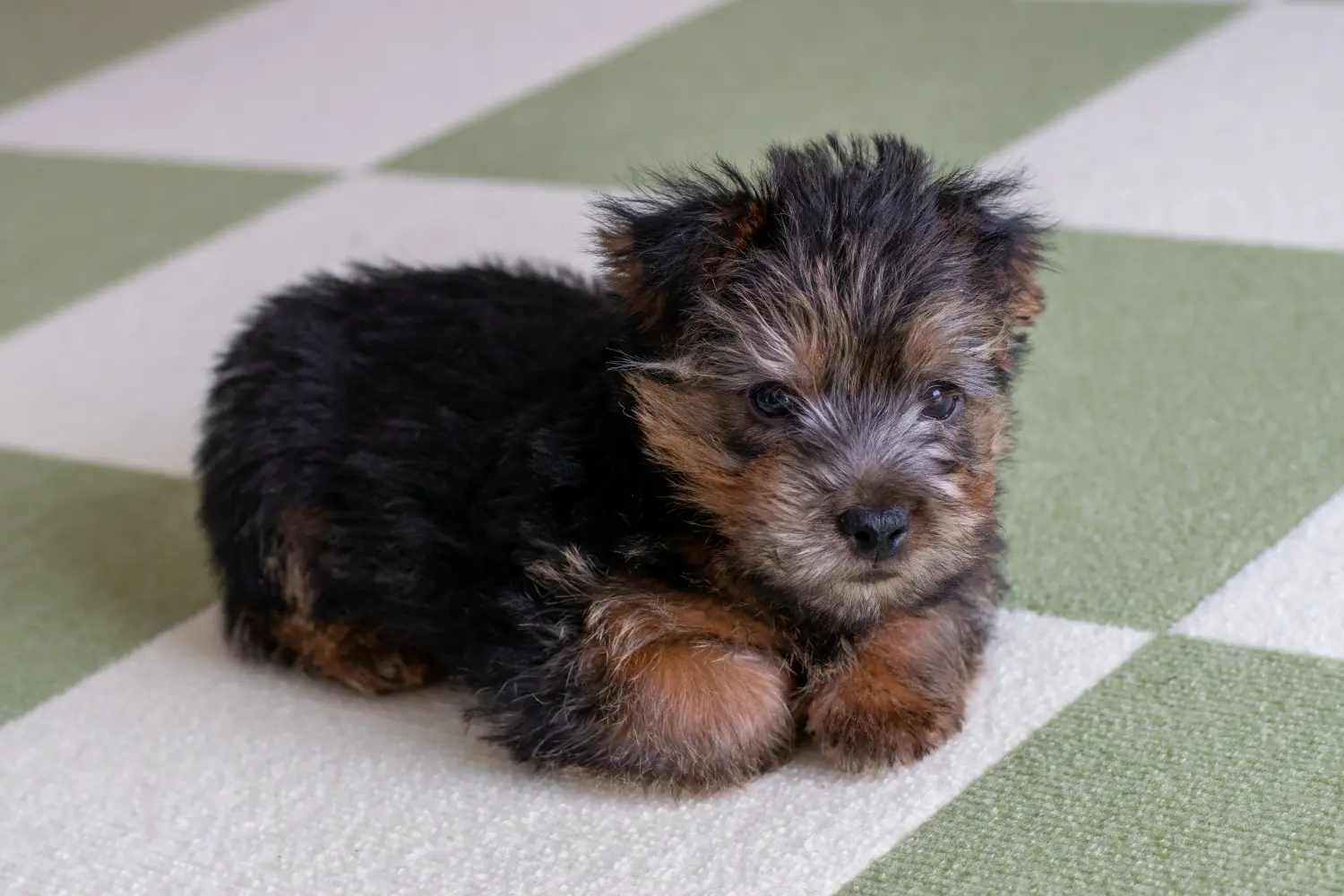 Norfolk terrier kiskutya vásárlása felelősségvállalást jelent! Norfolk terrier kiskutyák vásárlása.