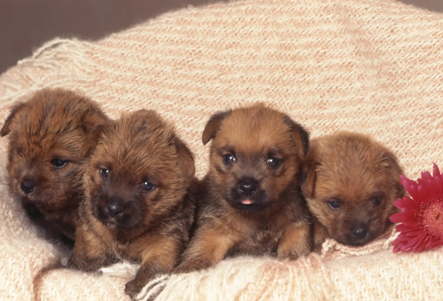 Norfolk terrier kiskutya vásárlása felelősségvállalást jelent! Norfolk terrier kiskutyák vásárlása.