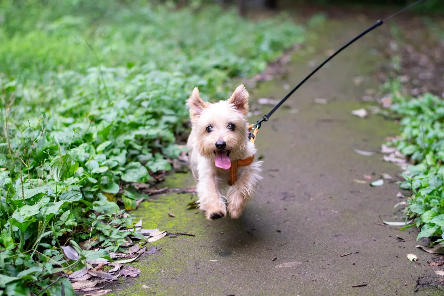Norfolk terrier kiskutya vásárlása felelősségvállalást jelent! Norfolk terrier kiskutyák vásárlása.