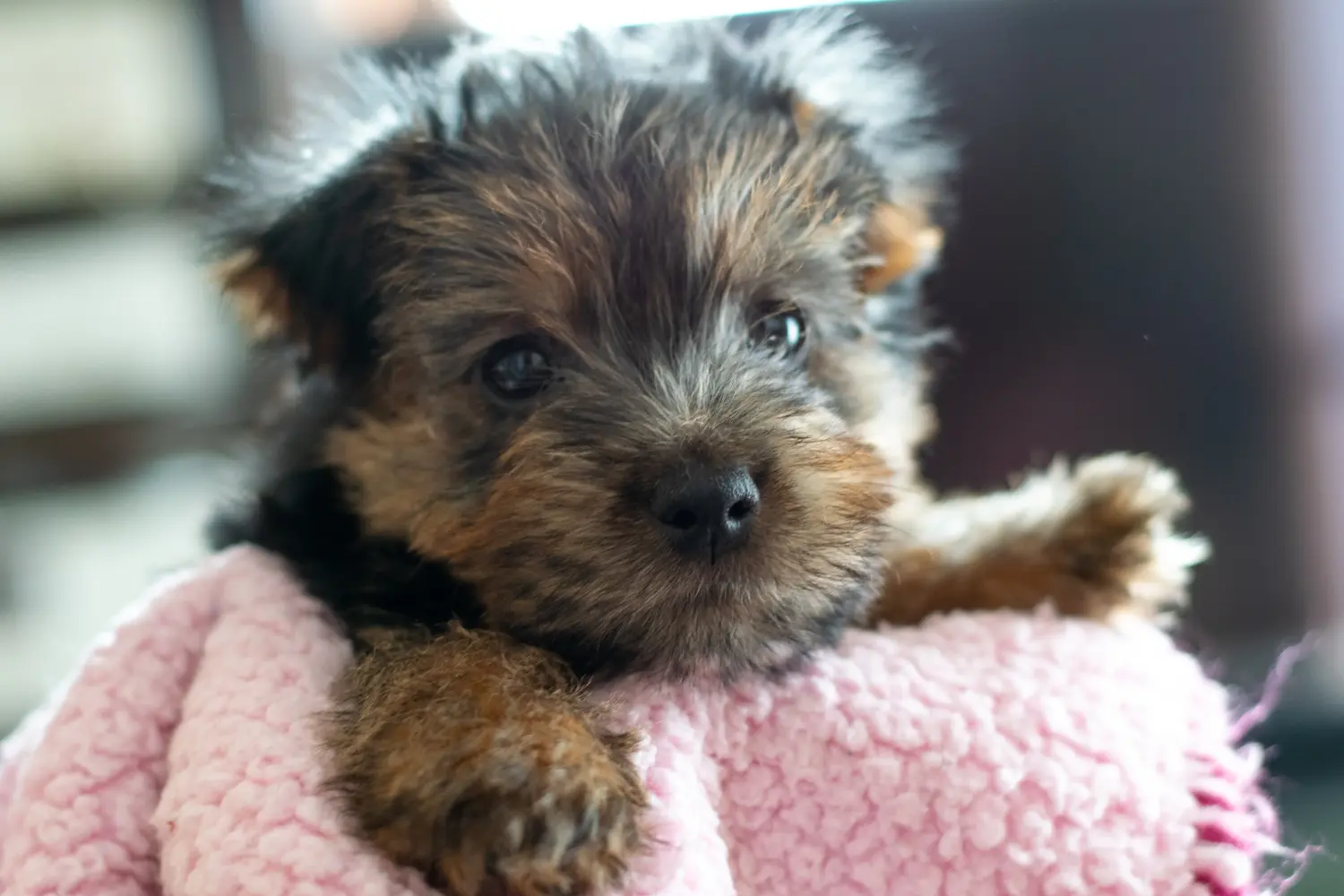 Norfolk terrier kiskutya vásárlása felelősségvállalást jelent! Norfolk terrier kiskutyák vásárlása.