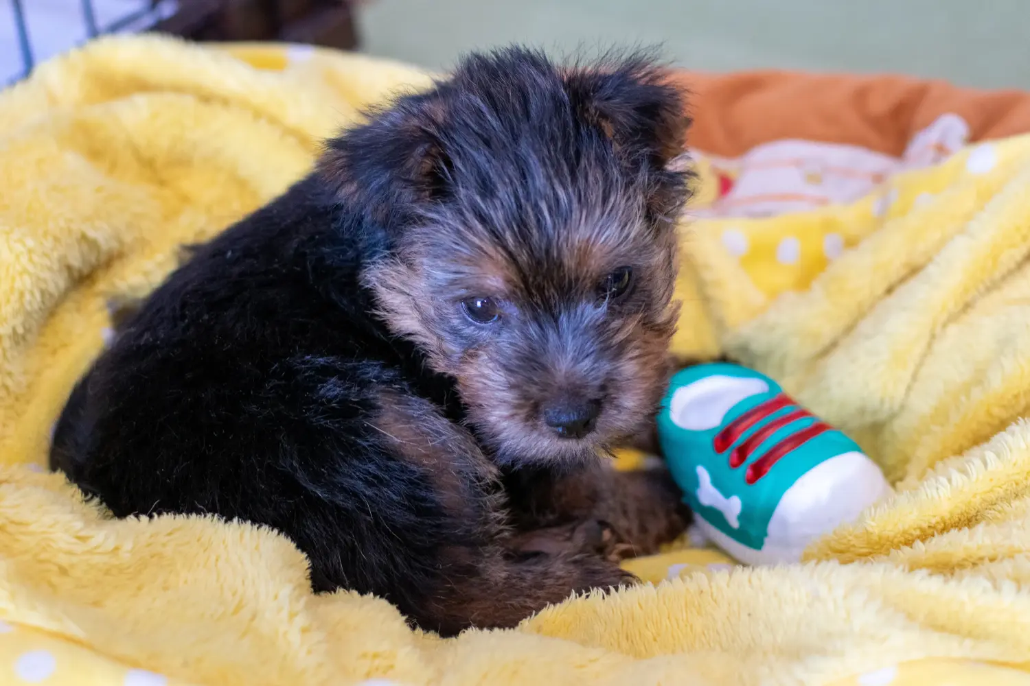 Norfolk terrier kiskutya vásárlása felelősségvállalást jelent! Norfolk terrier kiskutyák vásárlása.