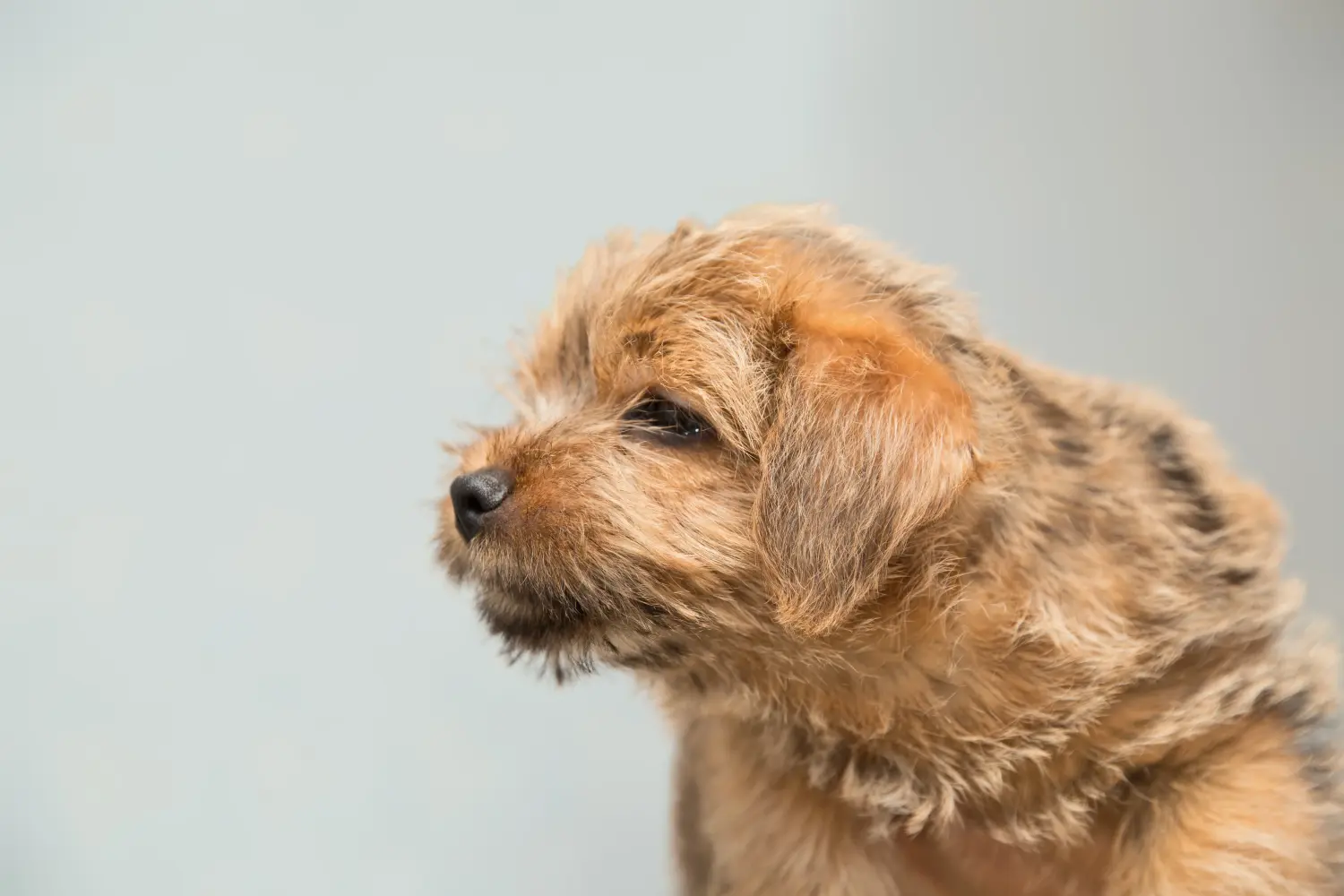 Norfolk terrier kiskutya vásárlása felelősségvállalást jelent! Norfolk terrier kiskutyák vásárlása.