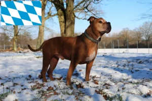 Read more about the article Olde English Bulldog tenyésztők és kölykök Bajorországban