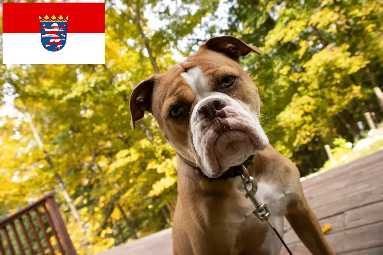 Olde angol bulldog kölyökkutyák és tenyésztők Hessen Itt talál Olde English Bulldog tenyésztőket Hessenben.