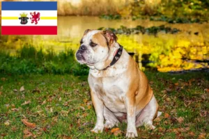 Read more about the article Olde English Bulldog tenyésztők és kölykök Mecklenburg-Elő-Pomeránia tartományban