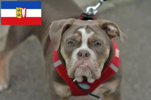 Read more about the article Olde English Bulldog tenyésztők és kölykök Schleswig-Holstein tartományban