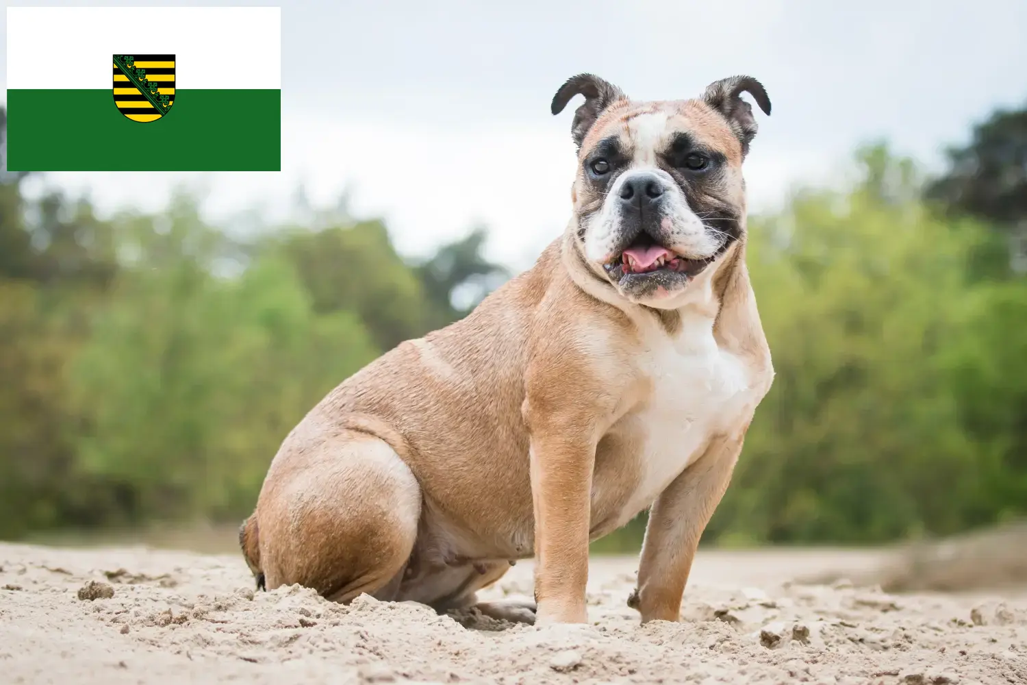 Read more about the article Olde English Bulldog tenyésztők és kölykök Szászországban