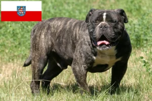 Read more about the article Olde English Bulldog tenyésztő és kölykök Türingiában