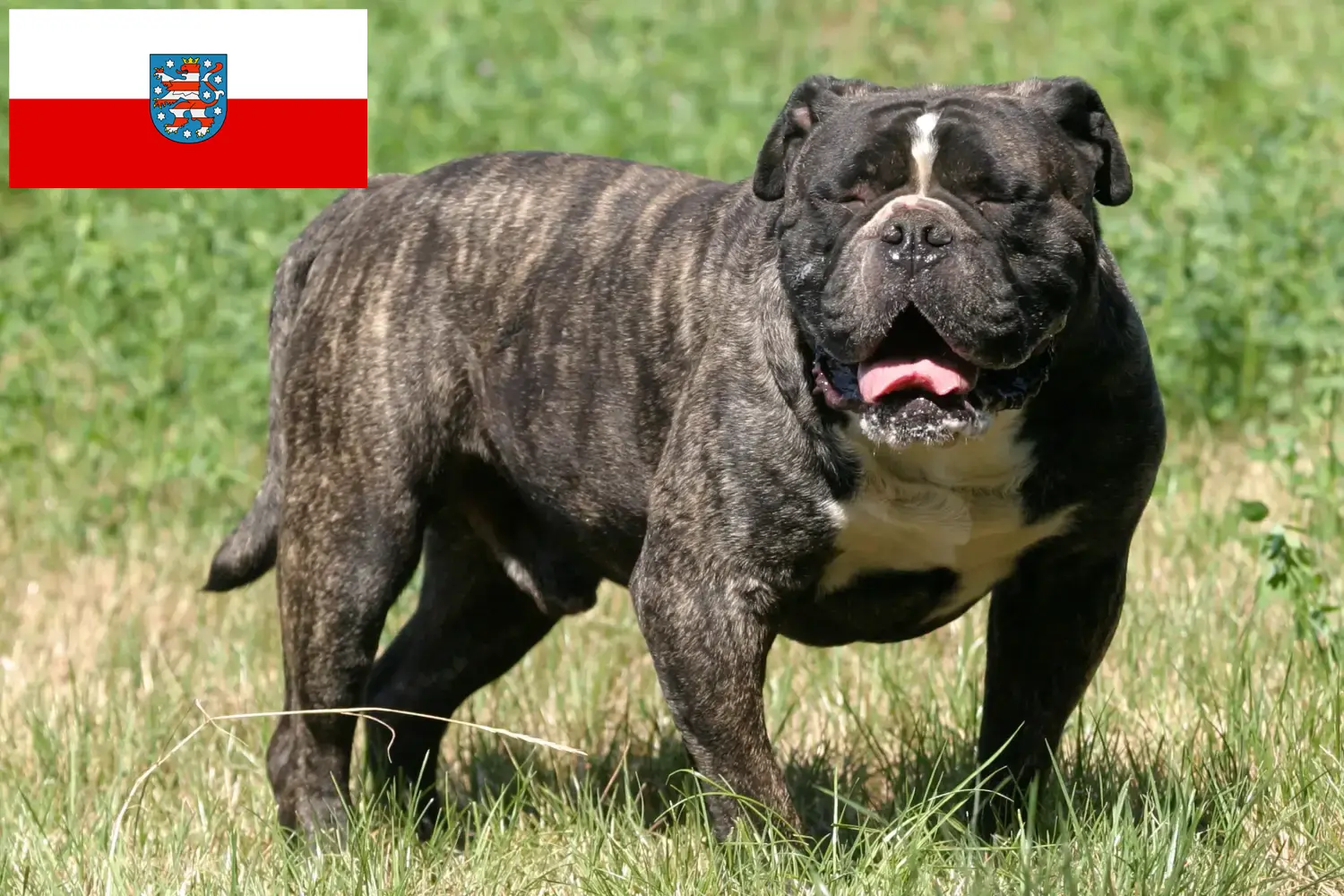 Olde angol bulldog kölykök és tenyésztő Thüringia Itt talál Olde English Bulldog tenyésztőket Türingiában.