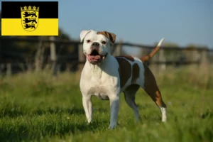 Read more about the article Olde English Bulldog tenyésztők és kölykök Baden-Württembergben